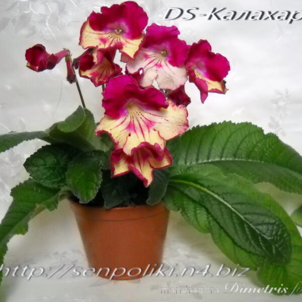 dscn0091_137