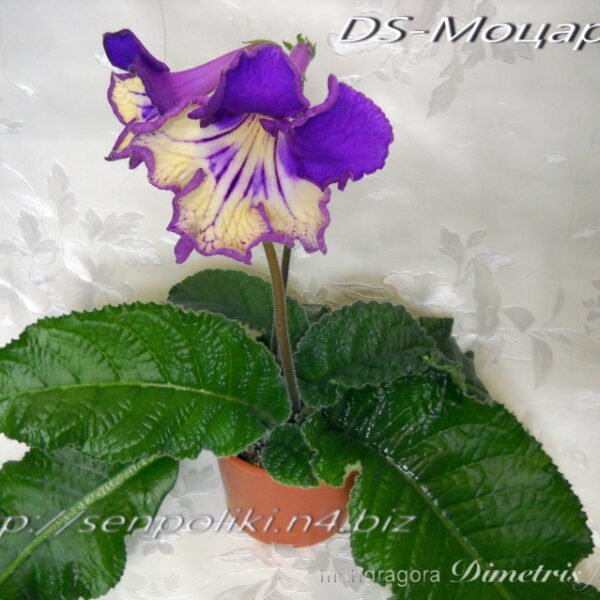 dscn0121_196