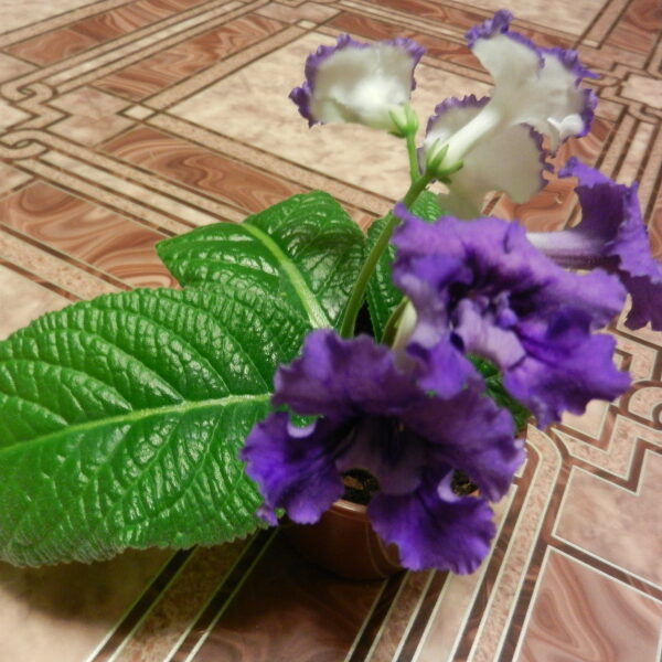 dscn1736_189