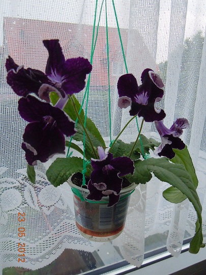 dscn3313_893 dscn3313_893