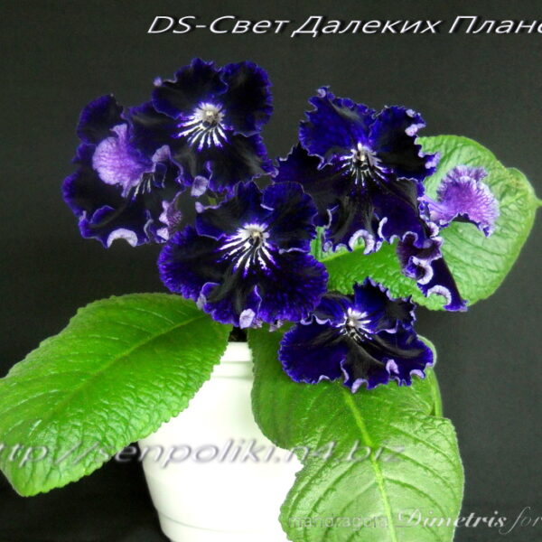 dscn4988_184