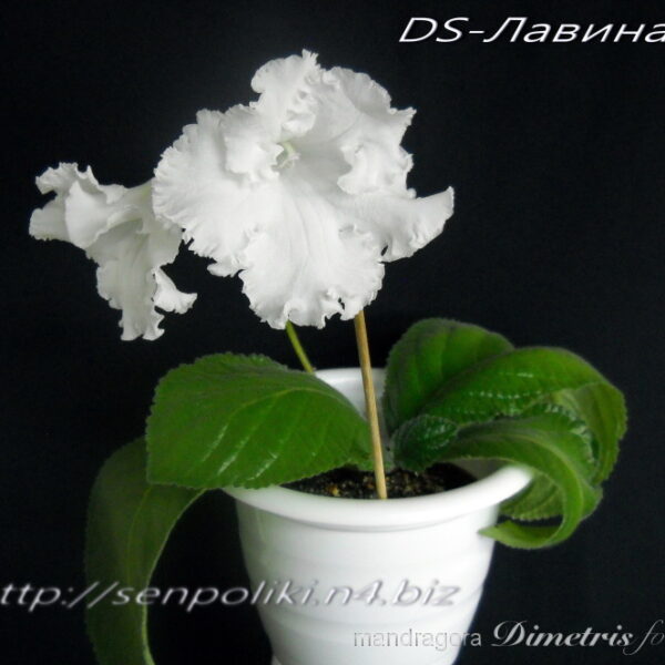 dscn5018_455