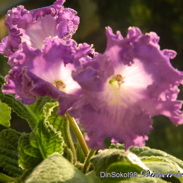 dscn6027_899
