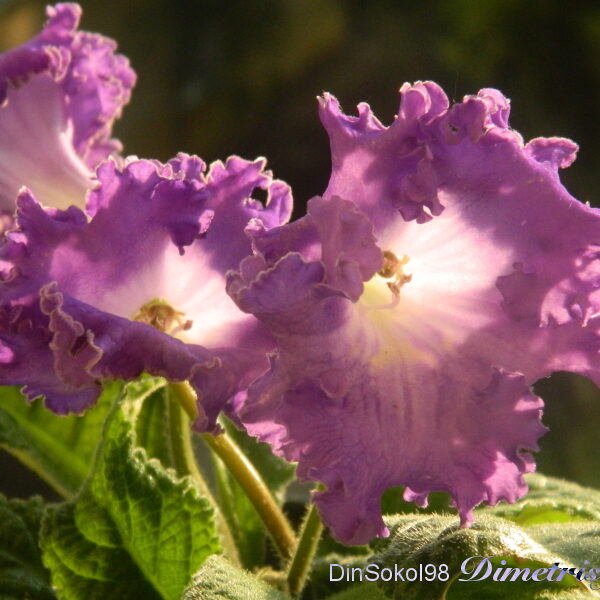 dscn6030_712