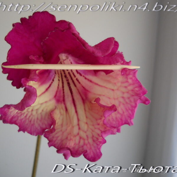 dscn7044_246 dscn7044_246