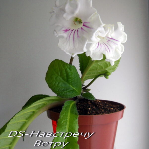 dscn7214_207