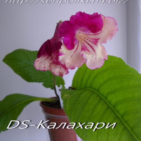 dscn7235_139
