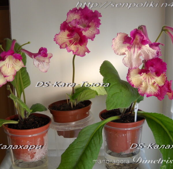 dscn7460_195