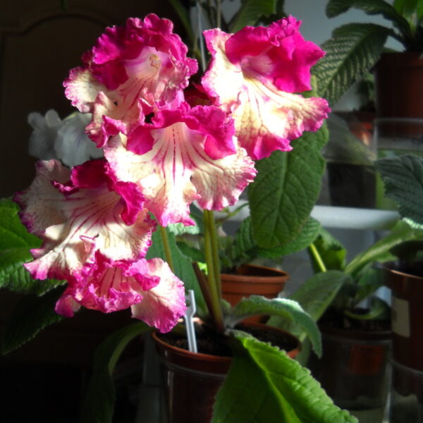 dscn7476_365