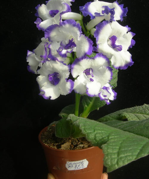 dscn9375_202