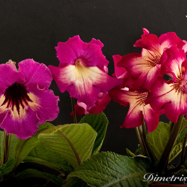 dsue_aeoe_650_136 dsue_aeoe_650_136
