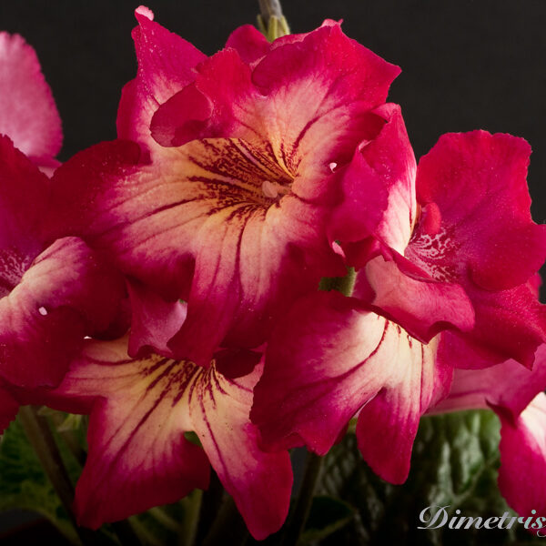 dsue_aeoe__147 dsue_aeoe__147