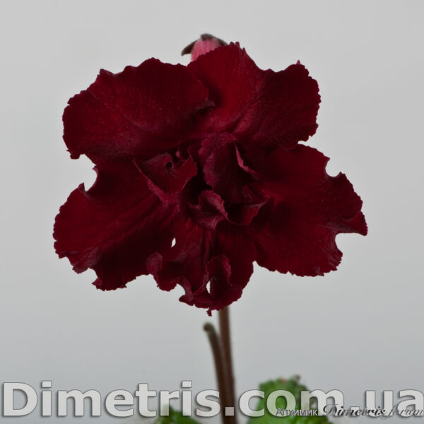e05581d5c63c864b4ddca0073b29f3188b6bb209b9c964fe18pimgpsh_fullsize_distr_615