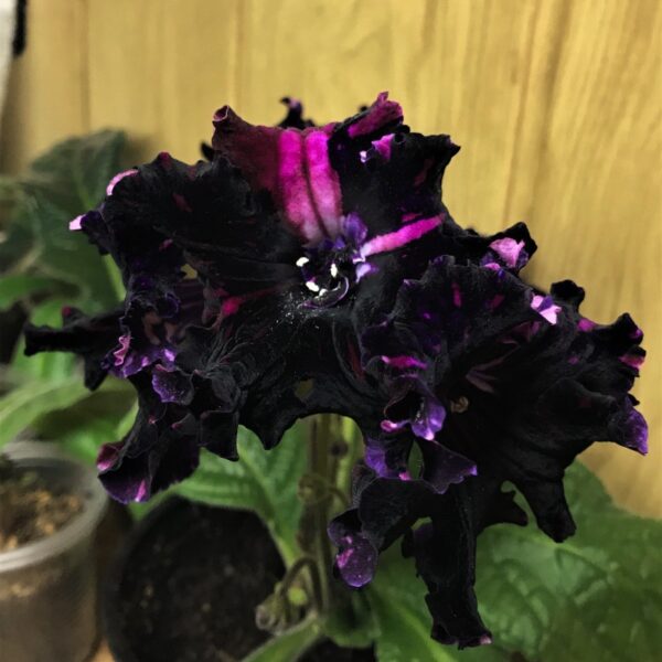 hdjn8088_893