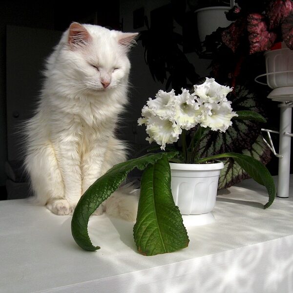 img1712_406 img1712_406