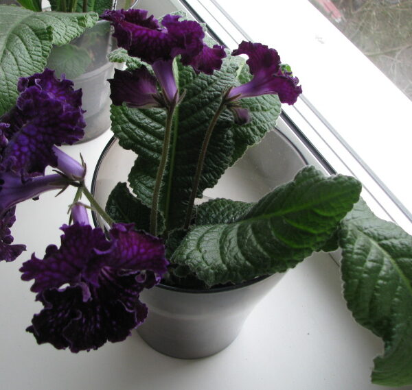img_0099_001_210 img_0099_001_210