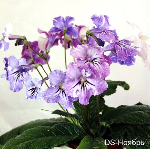 img_0159_974 img_0159_974