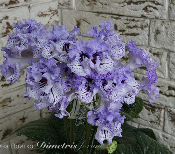 img_0167_156 img_0167_156