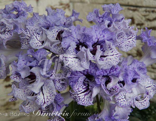 img_0173_301 img_0173_301