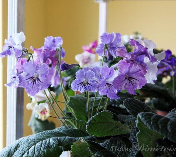 img_0184_125 img_0184_125