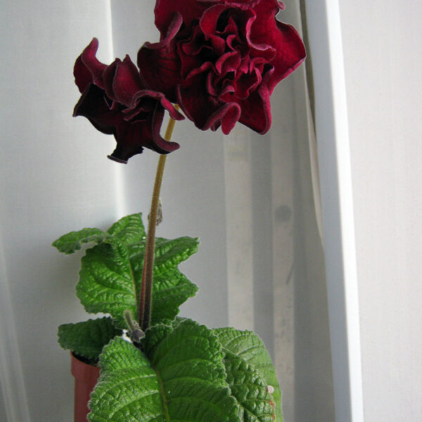 img_0222_1_127