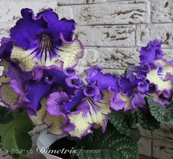 img_0255_163 img_0255_163