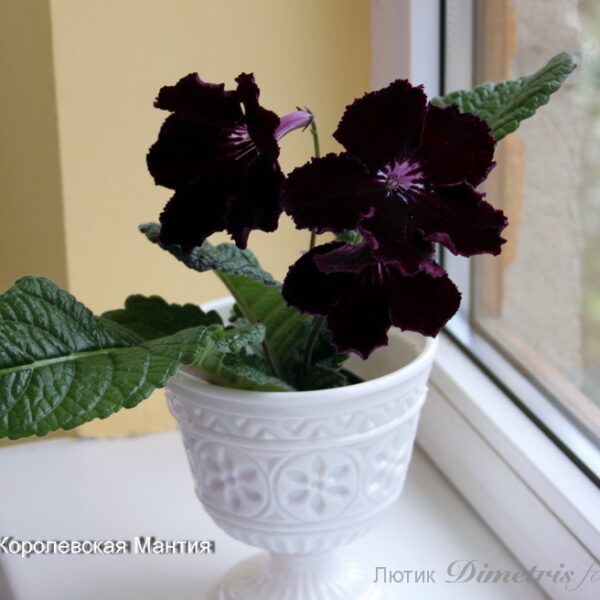 img_0412_150 img_0412_150
