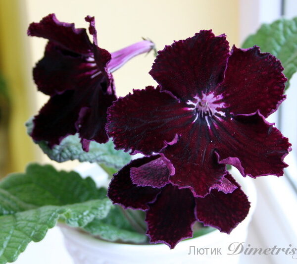 img_0413_877 img_0413_877