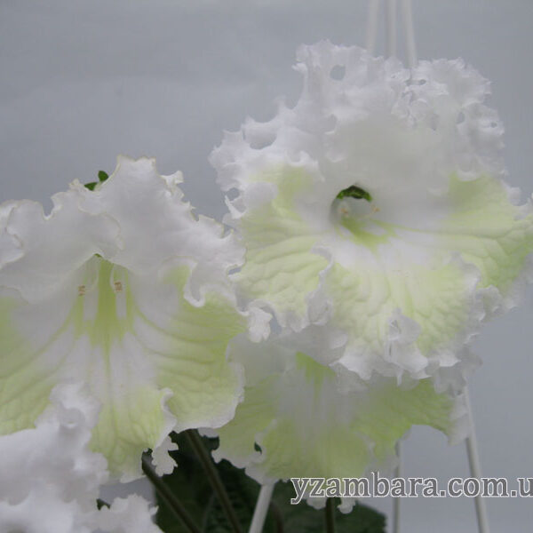 img_0485_549 img_0485_549