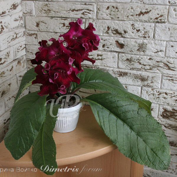 img_0515_946 img_0515_946