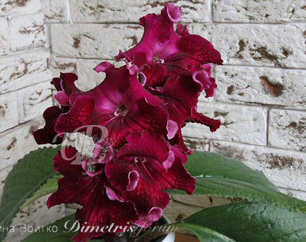 img_0525_179 img_0525_179