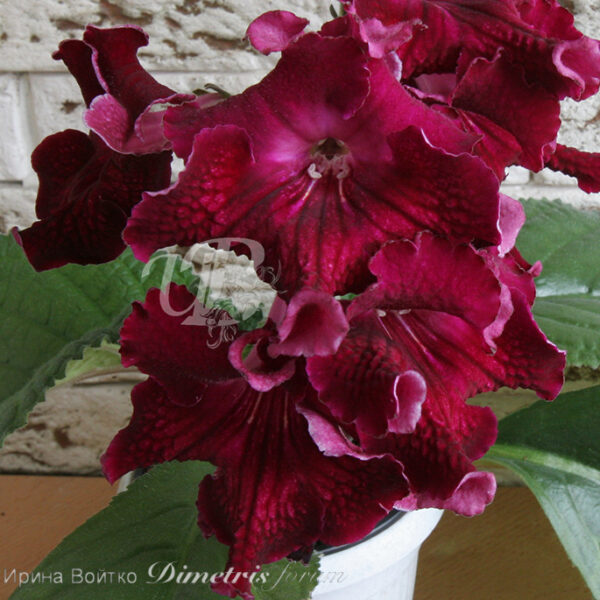 img_0535_127 img_0535_127