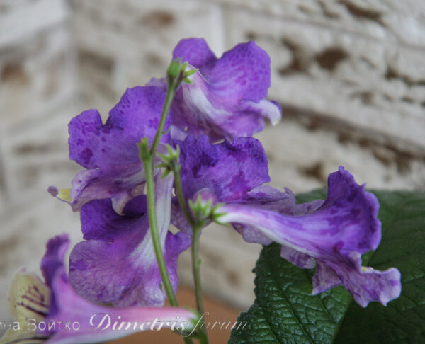 img_0711_617