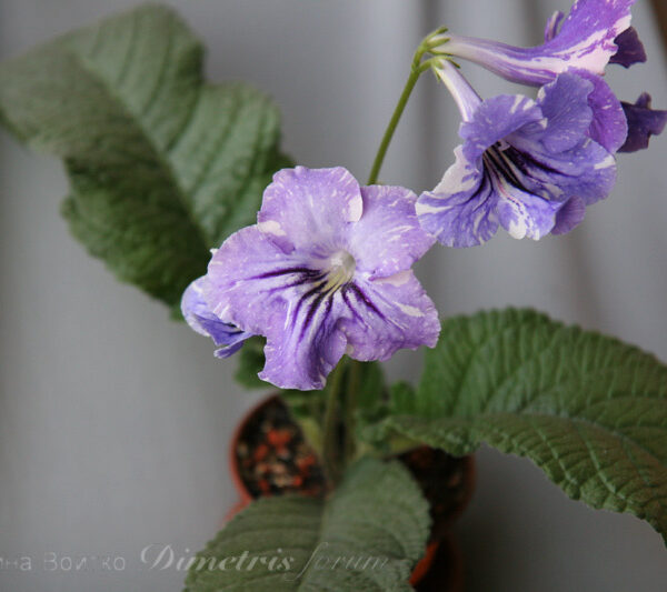 img_0912_176 img_0912_176