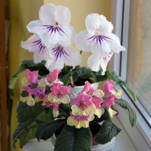 img_0940_955