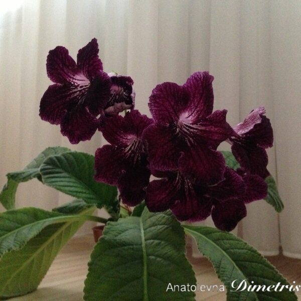 img_0945_881
