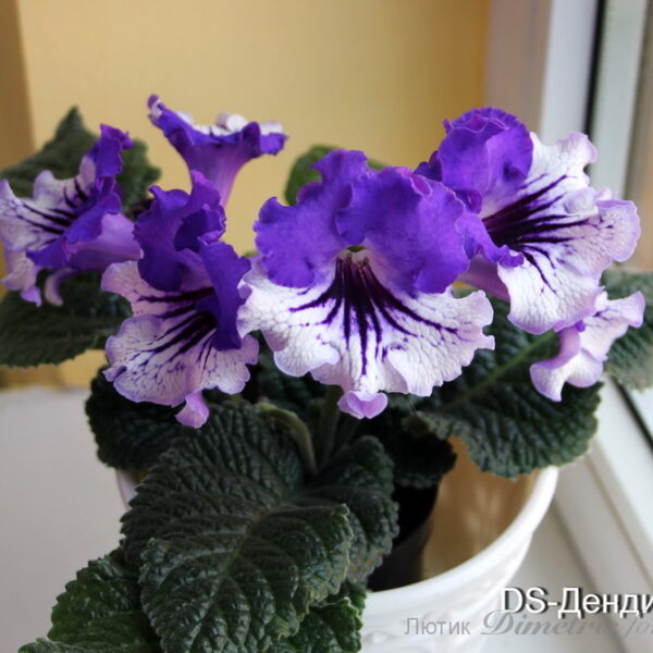 img_0959_162 img_0959_162