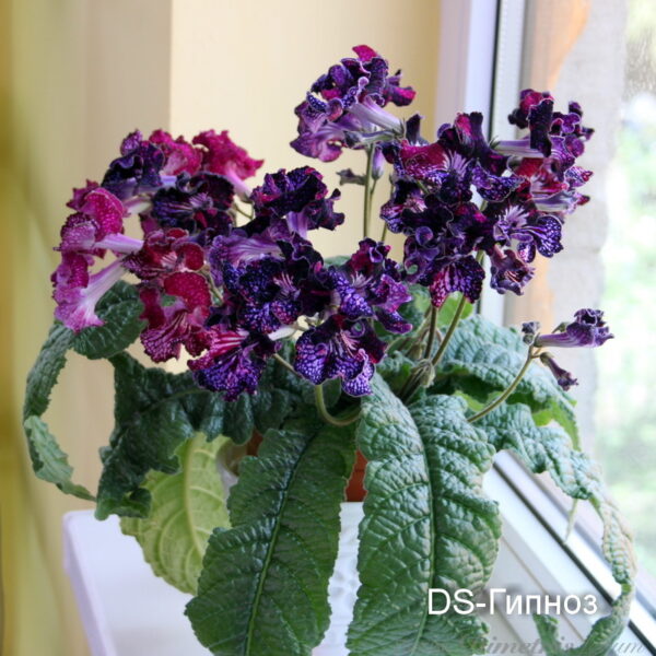 img_0970_200 img_0970_200