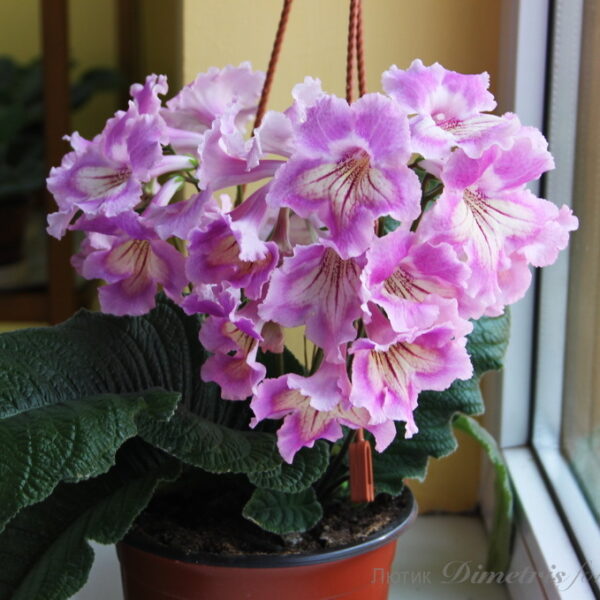 img_0995_575