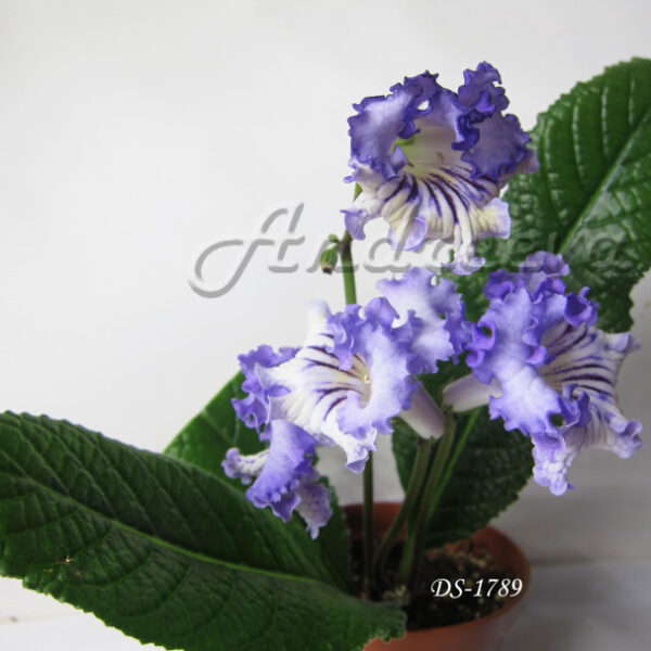 img_1012equal_543