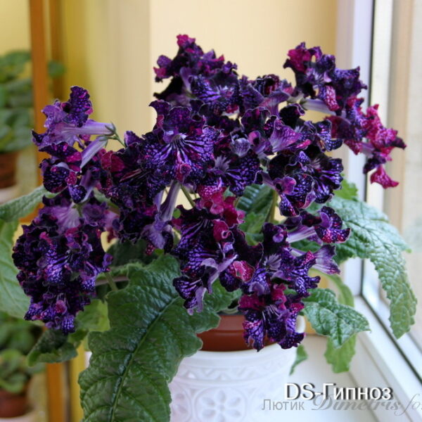 img_1036_130 img_1036_130