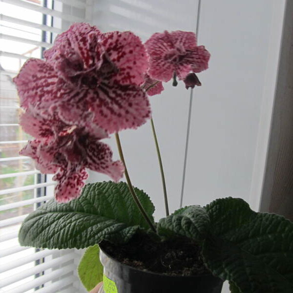 img_1087_729 img_1087_729