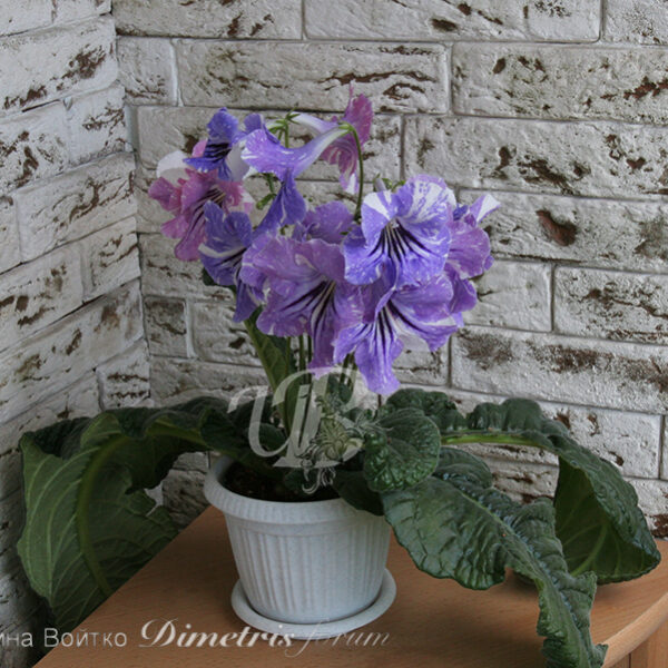 img_1112_352 img_1112_352