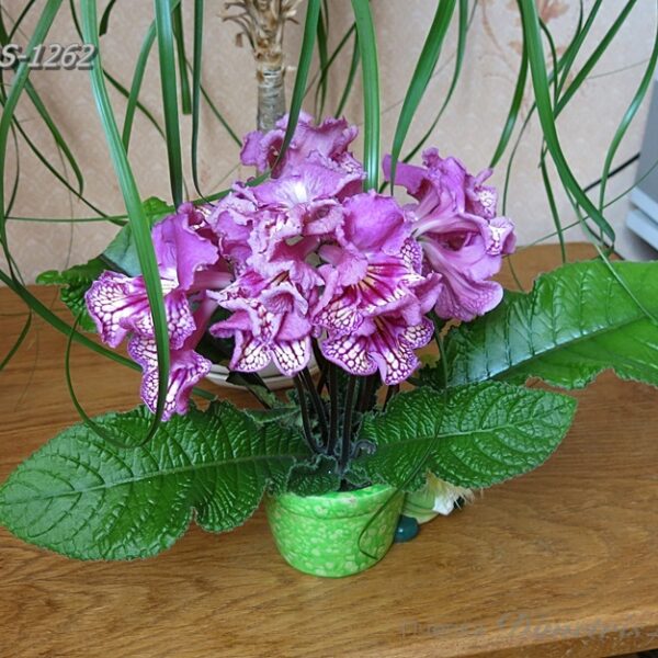 img_1453_183 img_1453_183