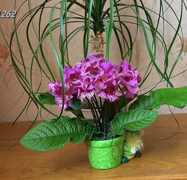 img_1458_362 img_1458_362