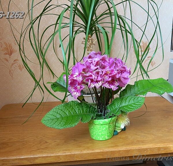 img_1460_486 img_1460_486