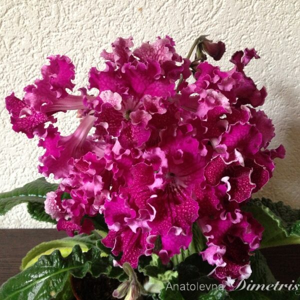 img_1464_358