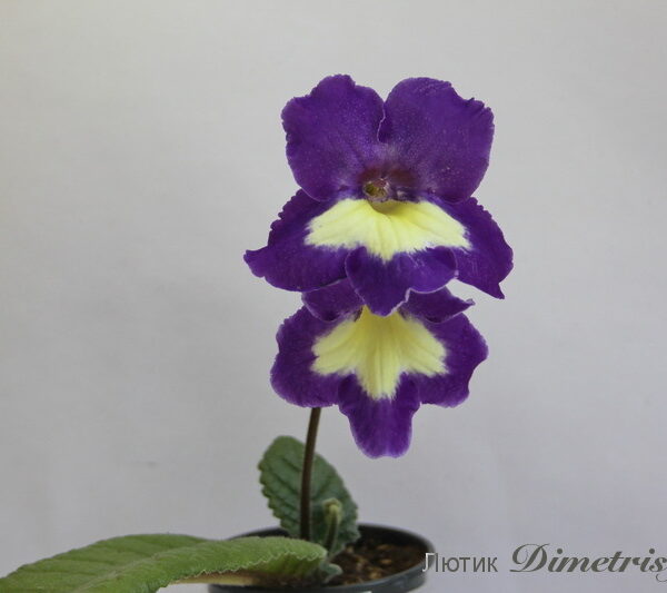 img_1604_178 img_1604_178