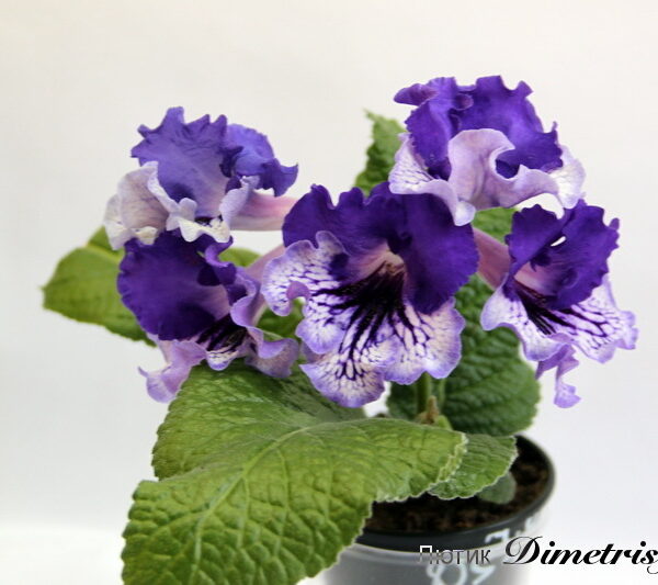 img_1624_803 img_1624_803