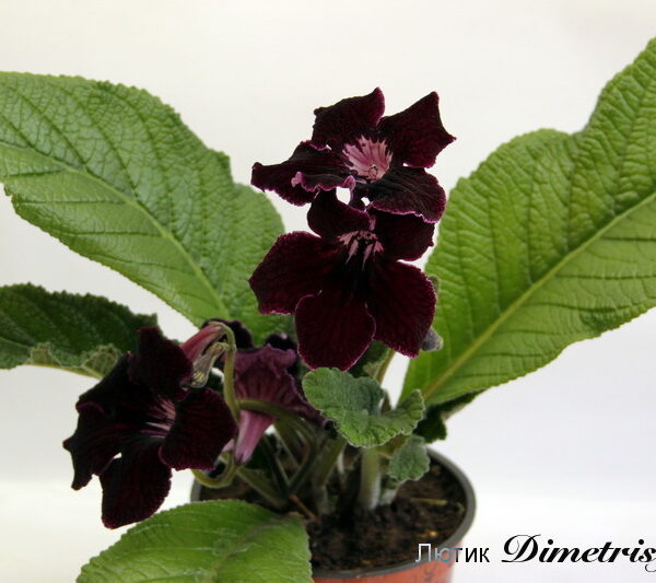 img_1628_146 img_1628_146